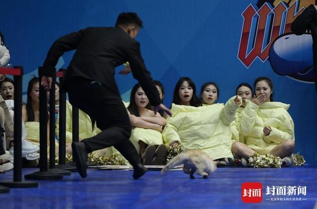 开云体育官网-CBA赛场“意外”:两只猫咪闯入捣乱,保安上演爆笑追逐战